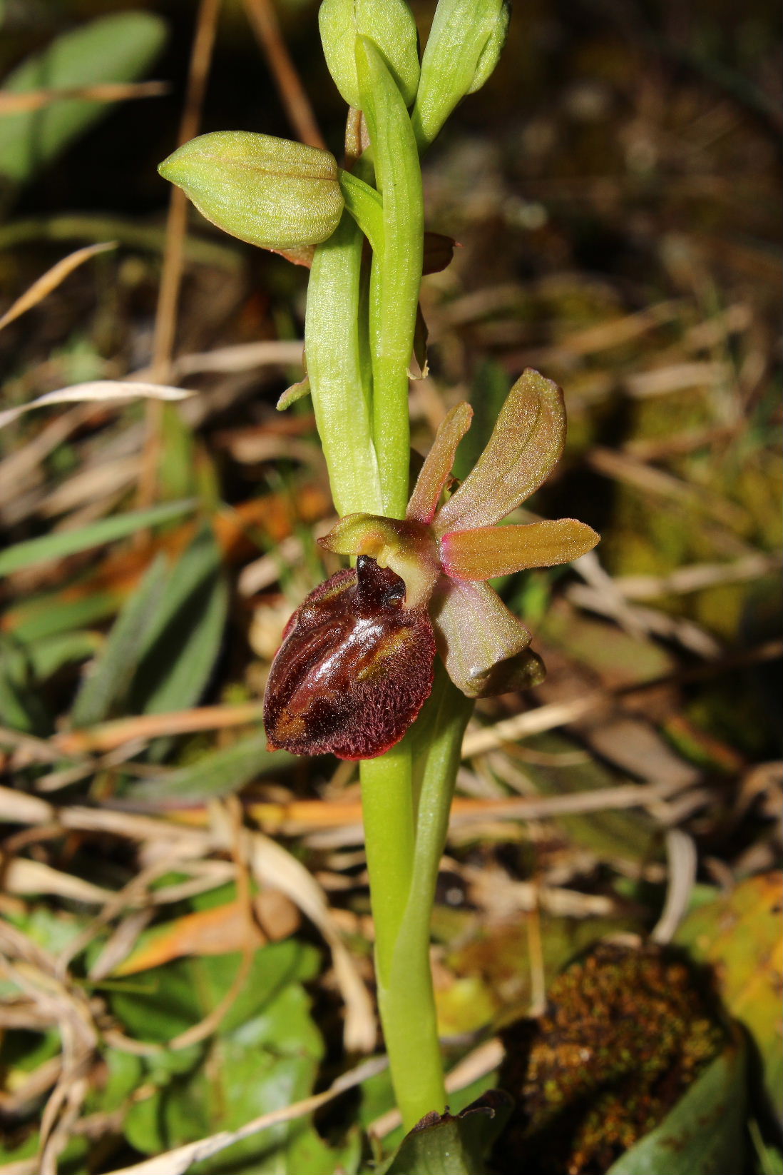 Ophrys arachnitiformis a confronto